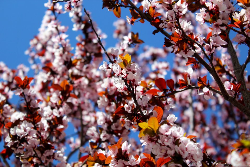 Close-up Photo Of Cherry Blossoms