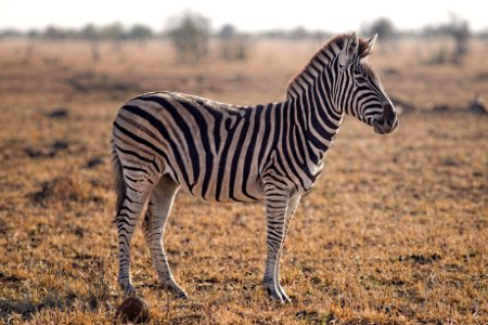 Selective Focus Photography Of Zebra photo
