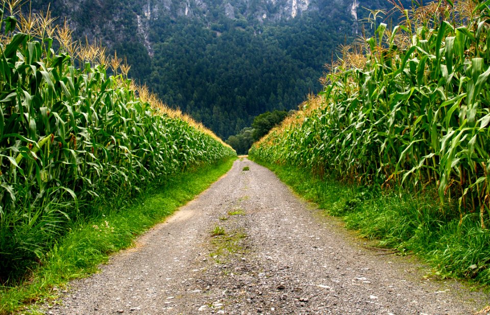 Pathway In Middle Of Corn Field photo
