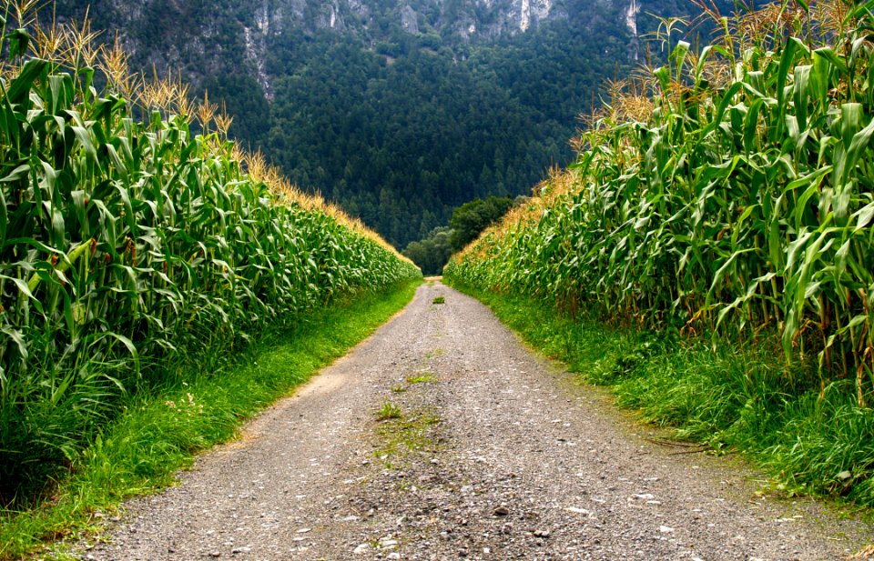 Pathway In Middle Of Corn Field