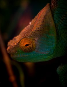 Selective Focus Photography Of Chameleon photo