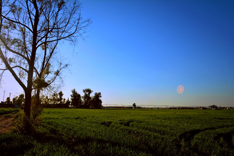 Green Grassland Under Blue Sky photo