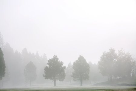 Green Grass Field With Trees And Fog photo