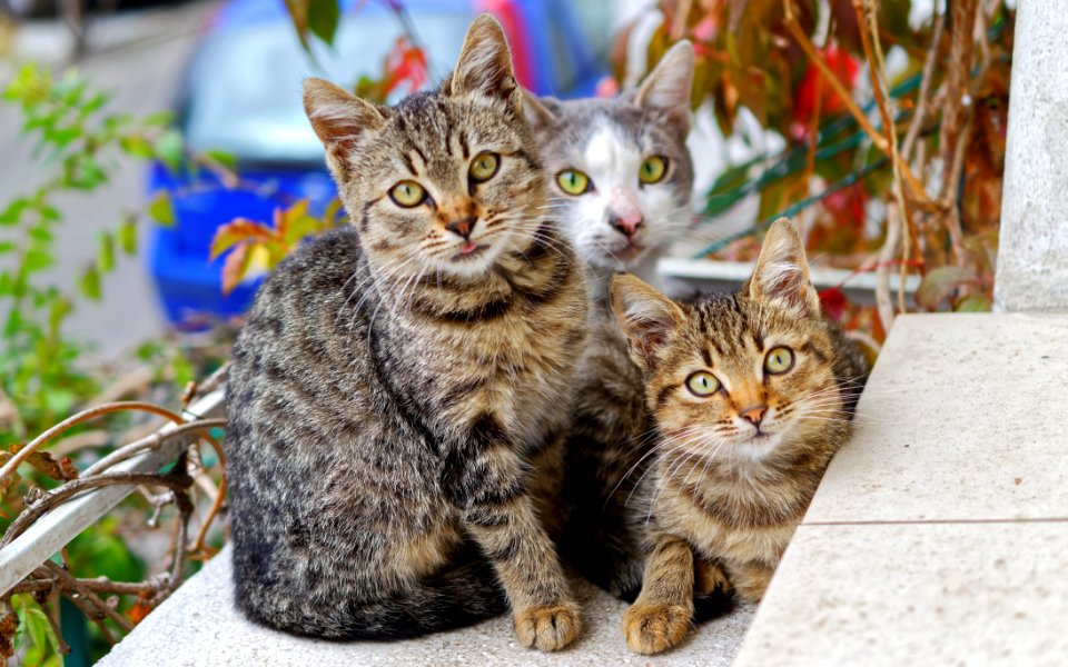 Photo Of Three Cats photo