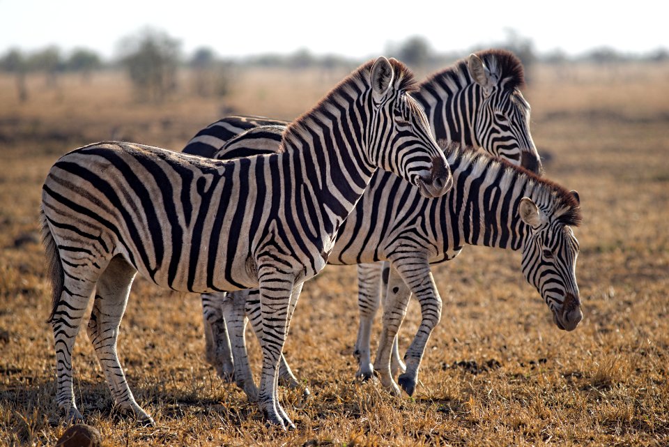 Three Zebras Standing On Green Grass Field