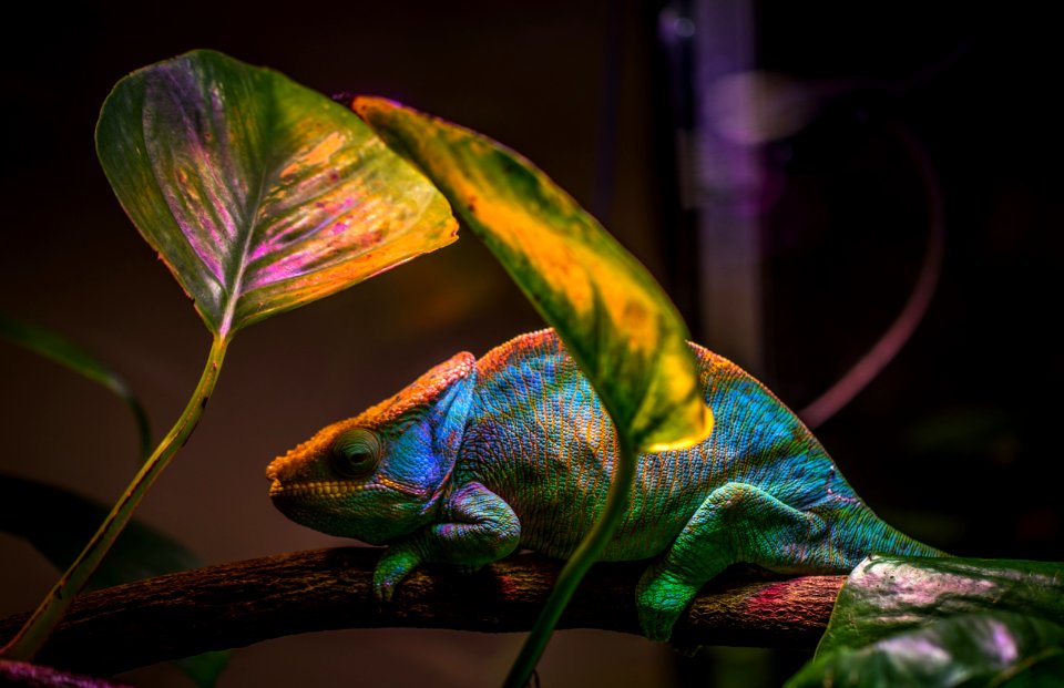 Macro Shot Photography Of Chameleon