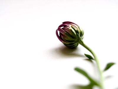 Selective Focus Photography Of Purple Flower Bud photo