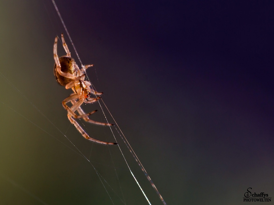 Spider insect animals wildlife
