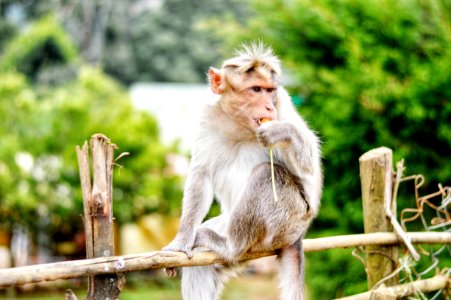 Monkey On Fence photo