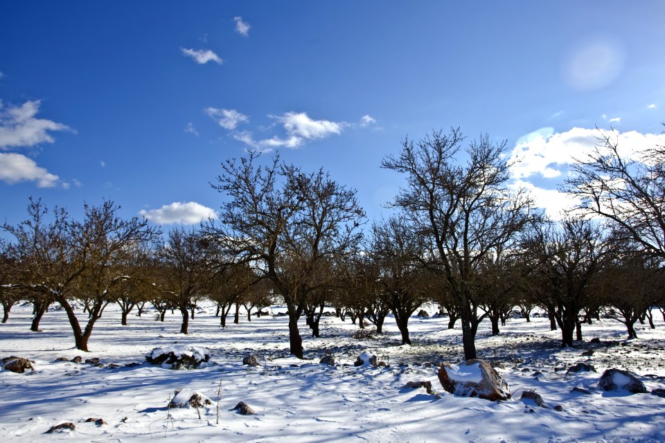 Bare Trees Over Snow Ground Under Blue Cloudy Sky
