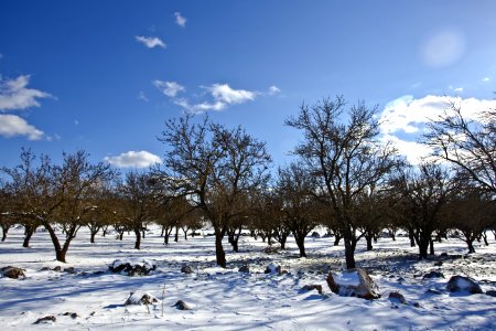 Bare Trees Over Snow Ground Under Blue Cloudy Sky photo