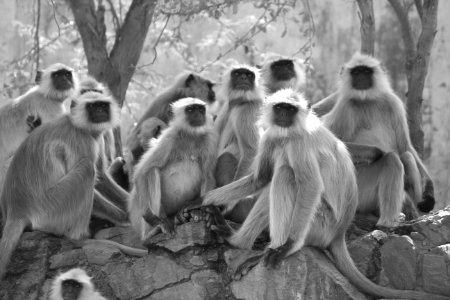 Grayscale Photo Of Gray Langur Sitting Next To Trees photo