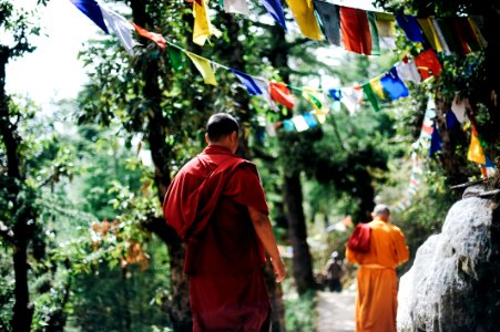 Two Monks Walking Between Trees photo