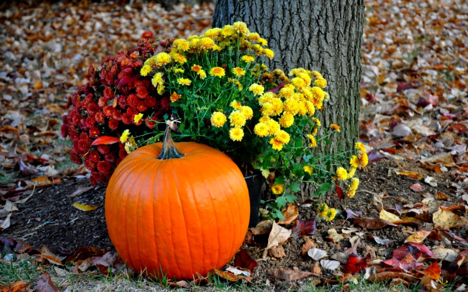 Pumpkin Near Tree