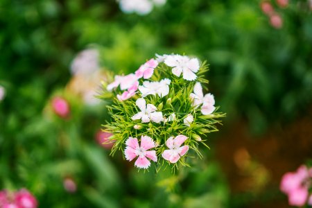 Focus Photography Of White And Pink Flowers photo