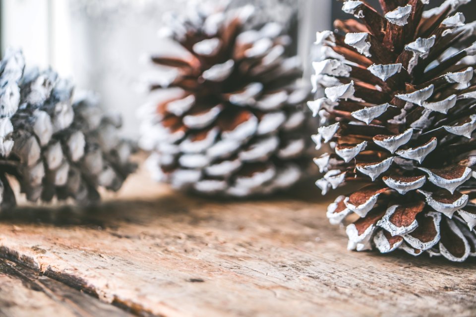 Three Pine Cones On Brown Surface photo