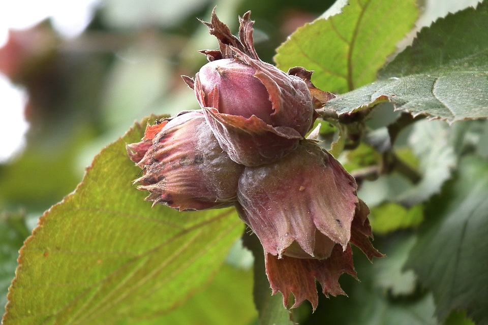 Nut tree fruit bush