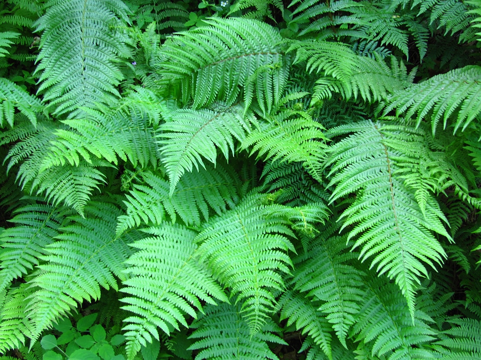 Plant green filigree