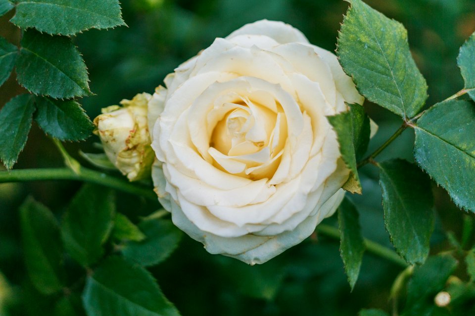 Close-Up Photography Of White Flower Beside Green Leaves