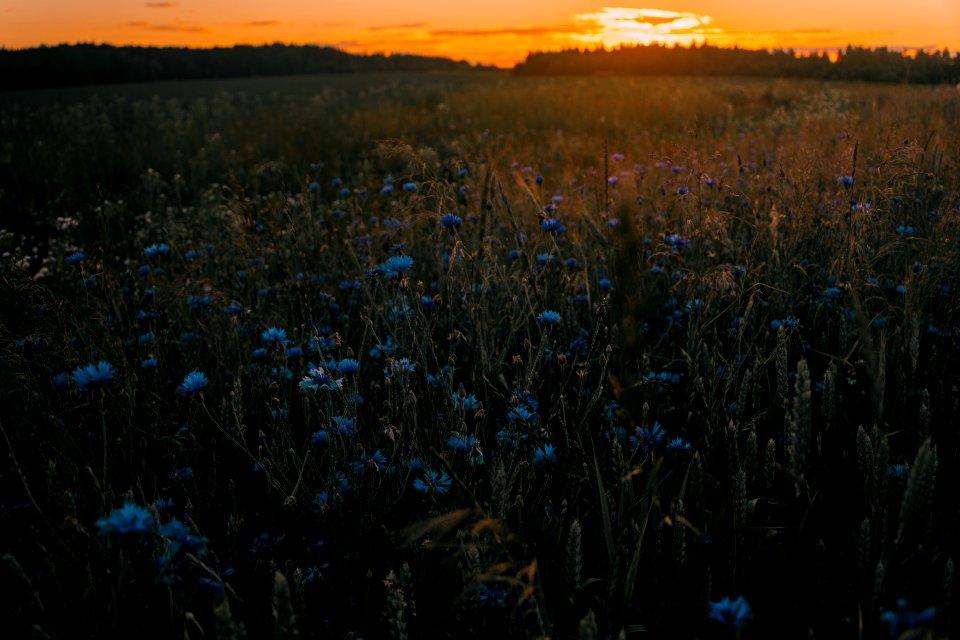 Blue And Green Flowers