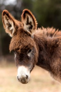 Shallow Focus Photography Of Brown And White Donkey photo