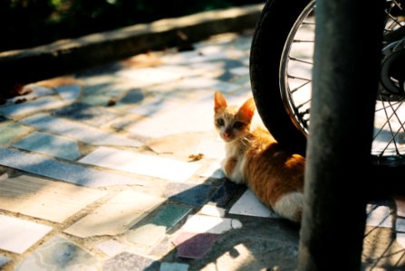 Orange Tabby Kitten On Motorcycle Wheel