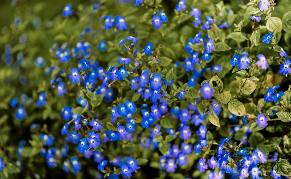 Purple Petaled Flowers