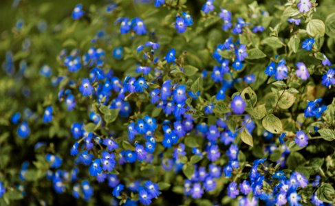 Purple Petaled Flowers