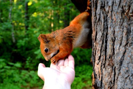 Animal World Bark