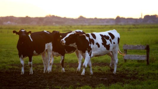 Agriculture Animal Photography