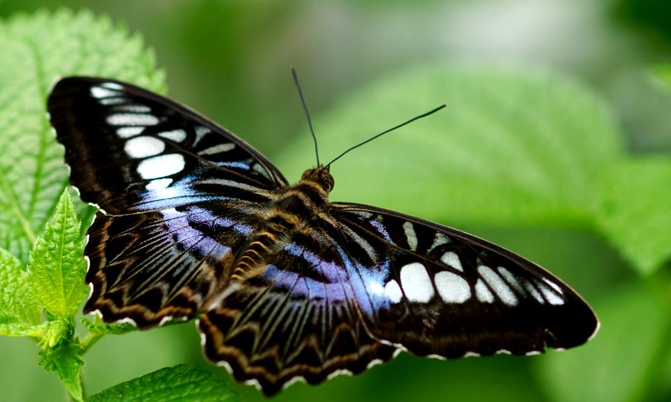Animal Antenna Beautiful