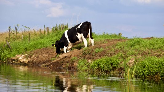 Agriculture Animal Cattle