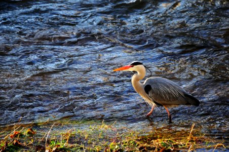Animal Avian Beak