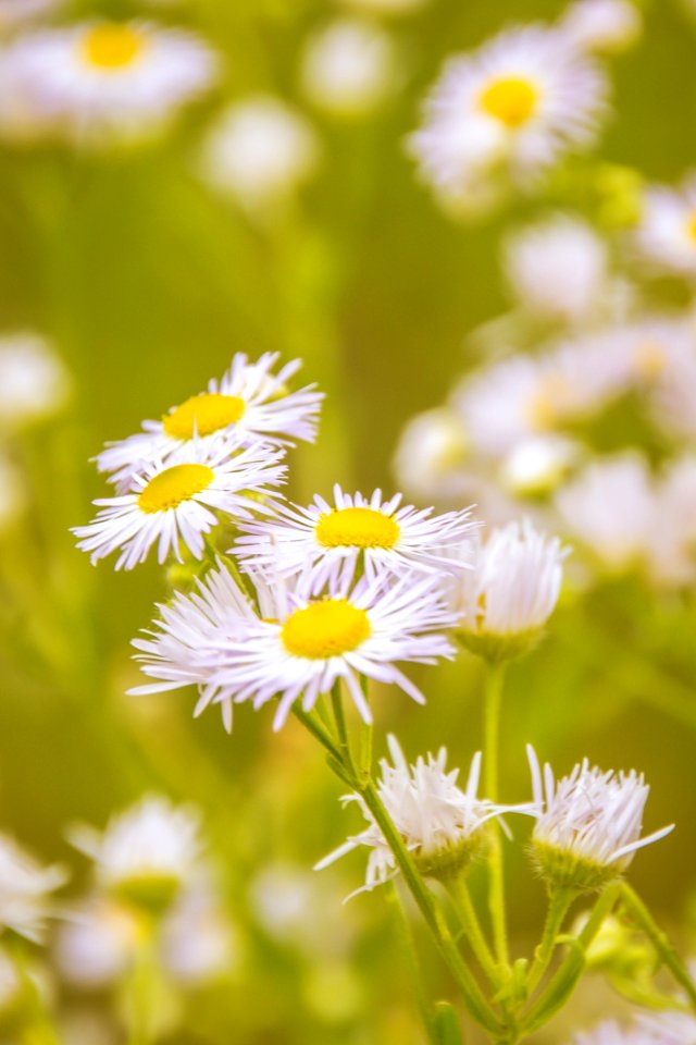 Bloom Blooming Blossom photo