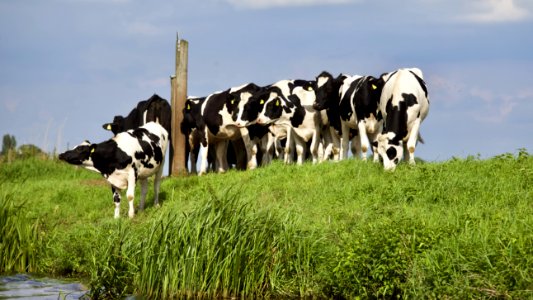 Agriculture Animal Photography
