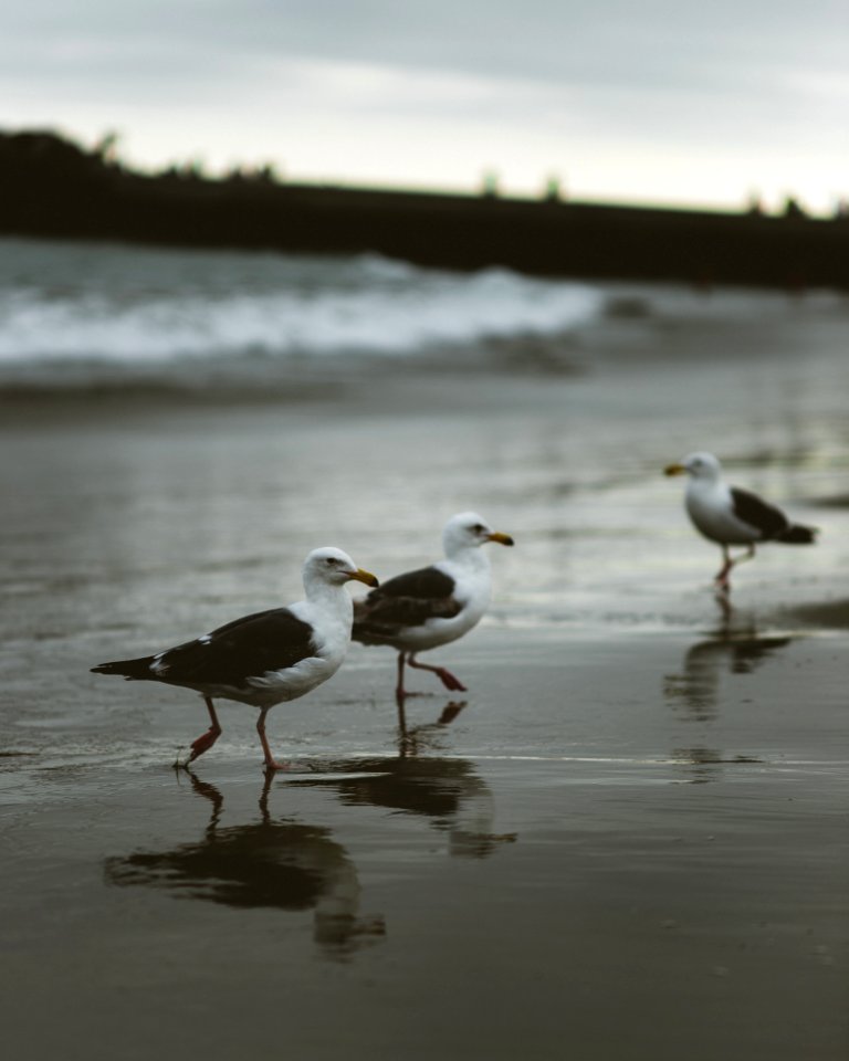Animal Animals Avian