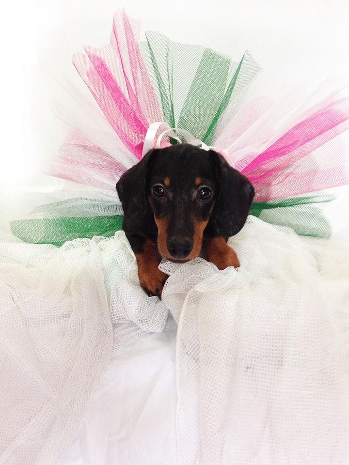 Pet canine purebred