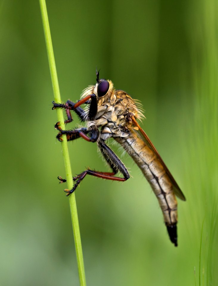 Animal Antenna Blur