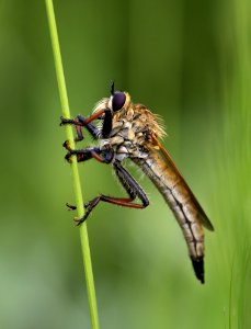 Animal Antenna Blur
