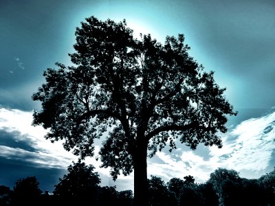 Branches Clouds Landscape