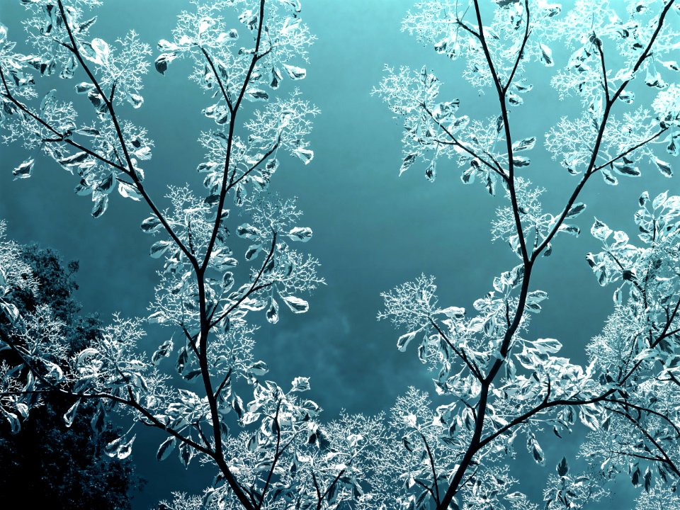 Branches Bright Close-up
