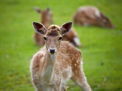 Animal Photography Blur