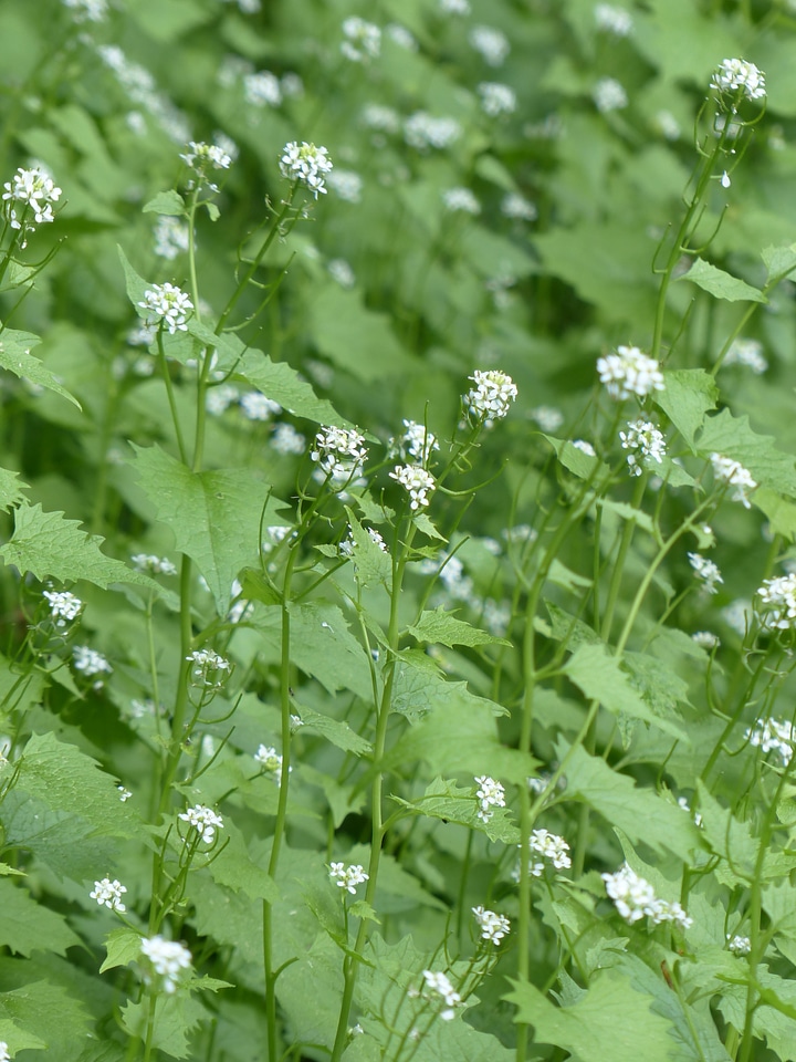 White garlic herb knoblauchhederich