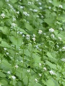 White garlic herb knoblauchhederich