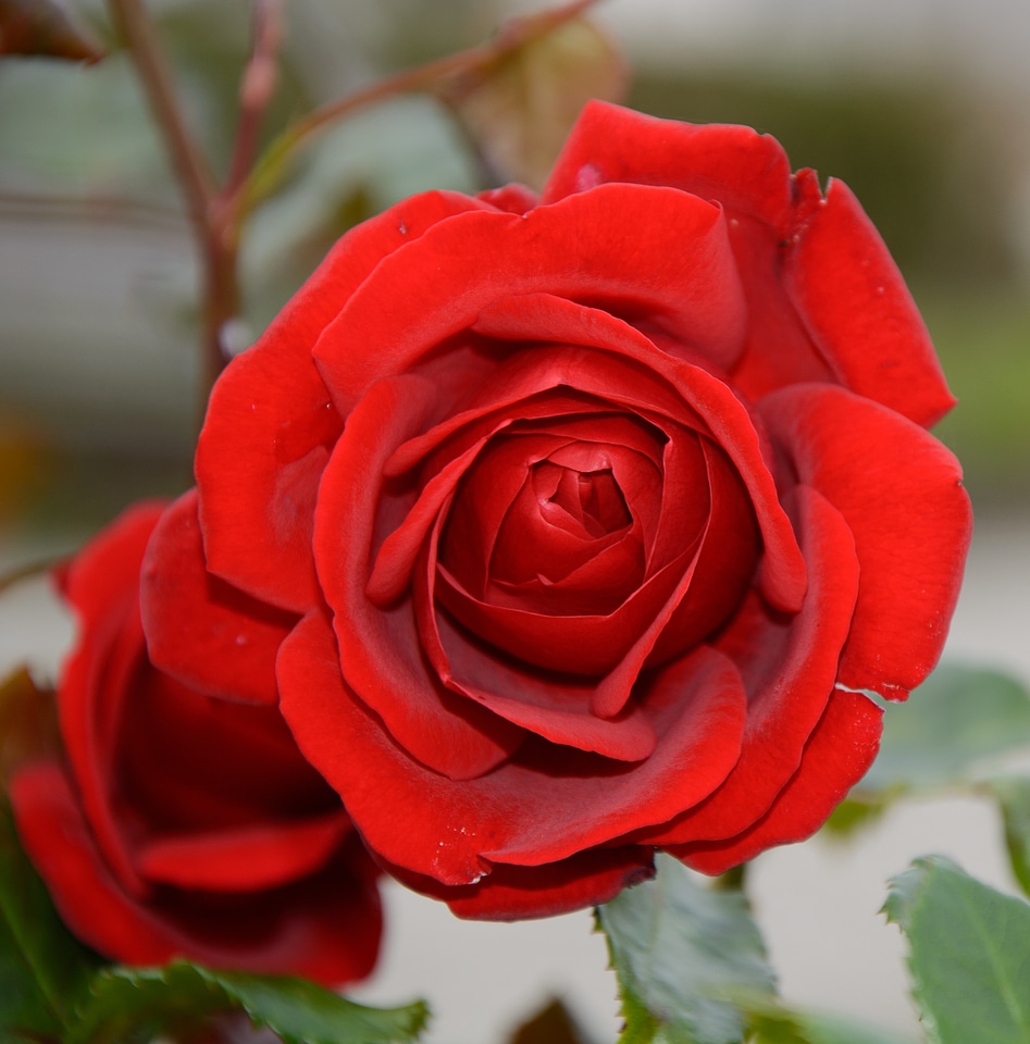 Red rose bloom individually