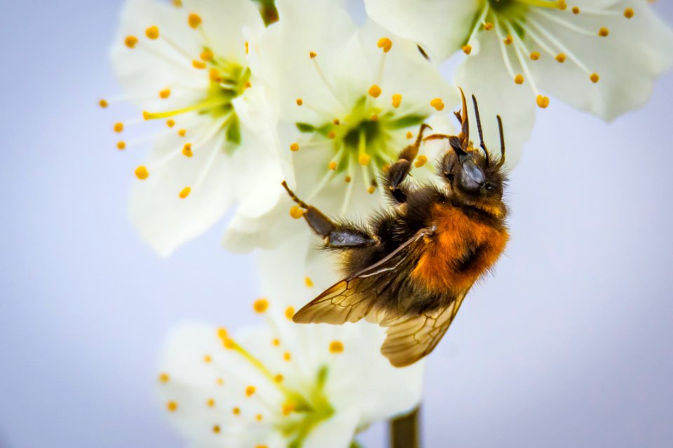 Animal Beautiful Bee