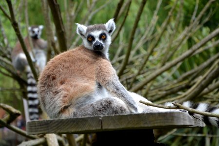 Animal Photography Blur