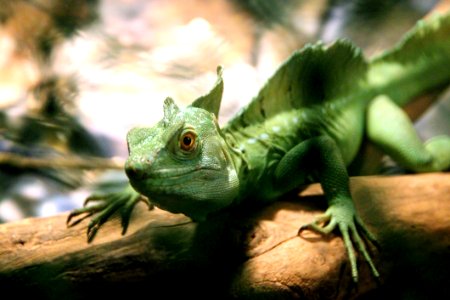 Animal Blur Chameleon