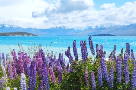 Beach Bloom Blooming