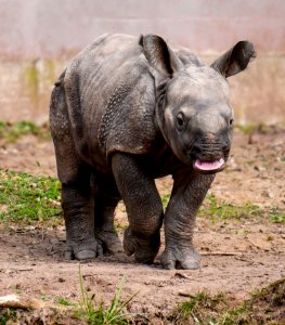 Animal Photography Baby